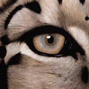 印度美女狂野性交
